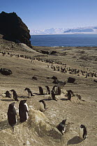 Adelie Penguin (Pygoscelis adeliae) rookery, Volcanic Foyn Island, Possession Islands, Ross Sea, Antarctica