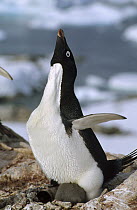 Adelie Penguin (Pygoscelis adeliae) displaying parent with chicks, Petermann Island, Antarctica