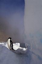 Adelie Penguin (Pygoscelis adeliae) on sea ice, Possession Island, Antarctica