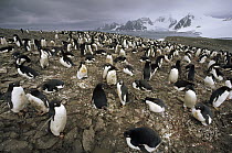 Adelie Penguin (Pygoscelis adeliae) nesting colony, Laurie Island, South Orkney Islands, Ross Sea, Antarctica