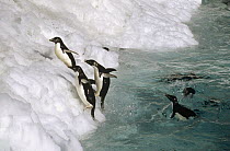 Adelie Penguin (Pygoscelis adeliae) group leaping ashore onto ice ledge, Foyn Island, Possession Islands, Ross Sea, Antarctica