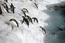 Adelie Penguin (Pygoscelis adeliae) group leaping ashore onto ice ledge, Foyn Island, Possession Islands, Ross Sea, Antarctica