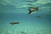 Galapagos Penguin (Spheniscus mendiculus) flock swimming underwater feeding foray, Bartolome Island, Galapagos Islands, Ecuador