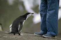 Chinstrap Penguin (Pygoscelis antarctica) inspecting tourist, Baily Head, Deception Island, South Shetland Islands, Antarctica