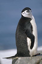 Chinstrap Penguin (Pygoscelis antarctica), Half Moon Island, South Shetland Islands, Antarctica