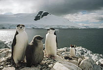 Chinstrap Penguin (Pygoscelis antarctica) parents with chick, Paradise Bay, Antarctica Peninsula, Antarctica