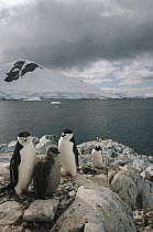 Chinstrap Penguin (Pygoscelis antarctica) parents with chick, Paradise Bay, Antarctica Peninsula, Antarctica