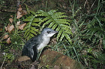 Little Blue Penguin (Eudyptula minor) in dense vegetation of nesting habitat, nocturnal, Golden Bay, South Island, New Zealand