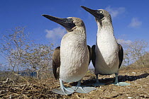 Blue-footed Booby (Sula nebouxii) courting couple, dry season, Eden Island, Galapagos Islands, Ecuador