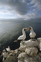 Masked Booby (Sula dactylatra) courting pairs roosting on cliff edge, Wenman Island, Galapagos Islands, Ecuador