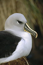 Grey-headed Albatross (Thalassarche chrysostoma) nesting on tussock grass, Diego Ramirez Island, Chile