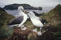 Grey-headed Albatross (Thalassarche chrysostoma) courting couple at nest in tussock grass, Diego Ramirez Island, Chile