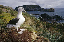 Grey-headed Albatross (Thalassarche chrysostoma) at nest in tussock grass, Diego Ramirez Island, Chile