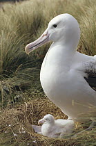 Southern Royal Albatross (Diomedea epomophora) guarding chick in tussock grass nest, Campbell Island, New Zealand