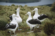Southern Royal Albatross (Diomedea epomophora) courtship group, Campbell Island, New Zealand