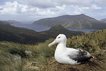 Southern Royal Albatross (Diomedea epomophora) incubating on tussock grass nest, Campbell Island, New Zealand