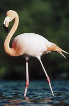 Greater Flamingo (Phoenicopterus ruber) in salt lagoon habitat, Rabida Island, Galapagos Islands, Ecuador