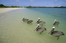 Brown Pelican (Pelecanus occidentalis) group in typical Mangrove fringed lagoon feeding habitat, Turtle Bay, Santa Cruz Island, Galapagos Islands, Ecuador