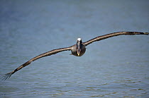 Brown Pelican (Pelecanus occidentalis) using ground effect lift mechanism when flying over water, Academy Bay, Santa Cruz Island, Galapagos Islands, Ecuador