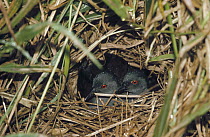 Galapagos Rail (Laterallus spilonotus) pair sharing incubation duties on nest in grass along edge of scalesia forest highlands, Santa Cruz Island, Galapagos Islands, Ecuador