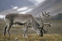 Svalbard Reindeer (Rangifer tarandus platyrhynchus) bull in velvet grazing on summer tundra, Ny-Alesund, Spitsbergen Island, Svalbard Archipelago, Norwegian Arctic