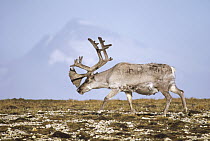 Svalbard Reindeer (Rangifer tarandus platyrhynchus) bull in velvet and summer molt, Ny-Alesund, Spitsbergen Island, Svalbard Archipelago, Norwegian Arctic