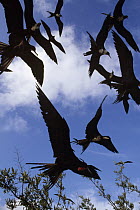 Magnificent Frigatebird (Fregata magnificens) flock swooping low to scavenge fish scraps, Academy Bay, Santa Cruz Island, Galapagos Islands, Ecuador