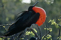 Great Frigatebird (Fregata minor) male with pouch inflated in full courtship display, Tower Island, Galapagos Islands, Ecuador