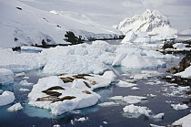 Crabeater Seal (Lobodon carcinophagus) group hauled out on ice floe, Peterman Island, Antarctica Peninsula, Antarctica