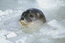Ringed Seal (Phoca hispida) surfacing in brash ice, Svalbard Archipelago, Norwegian Arctic