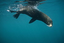Galapagos Fur Seal (Arctocephalus galapagoensis) underwater, bull resting at surface to keep cool, Cousin's Island, Galapagos Islands, Ecuador