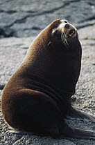 Galapagos Fur Seal (Arctocephalus galapagoensis) bull guarding territory, Cape Douglas, Fernandina Island, Galapagos Islands, Ecuador