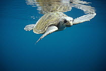 Olive Ridley Sea Turtle (Lepidochelys olivacea) swimming in open water, Galapagos Islands, Ecuador