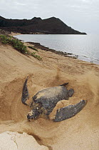 Green Sea Turtle (Chelonia mydas) female digging nest at dawn, Bartolome Island, Galapagos Islands, Ecuador
