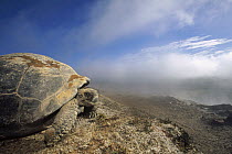 Galapagos Giant Tortoise (Chelonoidis nigra) overlooking caldera with steaming fumaroles, Alcedo Volcano, Isabella Island, Galapagos Islands, Ecuador