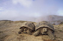 Galapagos Giant Tortoise (Chelonoidis nigra) group searching for moisture among steaming fumaroles on caldera rim, Alcedo Volcano, Isabella Island, Galapagos Islands, Ecuador