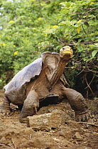 Saddleback Galapagos Tortoise (Chelonoidis nigra hoodensis) mature male, one of only two used for captive breeding, Charles Darwin Research Station, Santa Cruz Island, Galapagos Islands, Ecuador