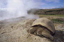 Galapagos Giant Tortoise (Chelonoidis nigra) searching for water amid steaming fumaroles on caldera rim, Alcedo Volcano, Isabella Island, Galapagos Islands, Ecuador