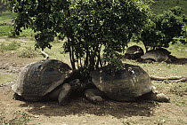Galapagos Giant Tortoise (Chelonoidis nigra) sleeping in shade during afternoon heat, caldera floor, Alcedo Volcano, Isabella Island, Galapagos Islands, Ecuador