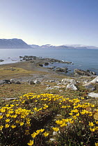 Marsh Saxifrage (Saxifraga hirculus) in bloom on tundra, Homsund, Spitsbergen, Svalbard Archipelago, Norwegian Arctic