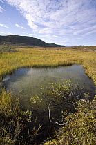 Tundra bog in autumn, Saglek coast, Labrador Bay, Newfoundland, Canada