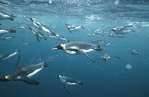 King Penguin (Aptenodytes patagonicus) group underwater, offshore from breeding colony, Macquarie Island, sub-Antarctica Australia
