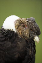 Andean Condor (Vultur gryphus) adult male raising ruff to keep head warm, Condor Huasi Project, Hacienda Zuleta, Cayambe, Ecuador