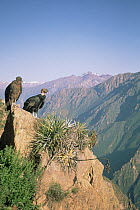 Andean Condor (Vultur gryphus) pair warming up in the morning sun, 3,400 meter deep Colca Canyon, Peru