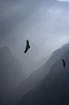 Andean Condor (Vultur gryphus) the world's heaviest flying bird, male, riding thermal updraft over 3,400 meter deep Colca Canyon, Peru