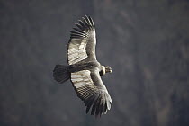 Andean Condor (Vultur gryphus) the world's heaviest flying bird soaring on thermal updraft over 3,400 meter deep Colca Canyon, Peru