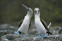Blue-footed Booby (Sula nebouxii) pair performing courtship dance, Punta Cevallos, Espanola Island, Galapagos Islands, Ecuador