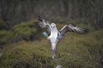 Blue-footed Booby (Sula nebouxii) courtship landing salute, Punta Cevallos, Espanola Island, Galapagos Islands, Ecuador