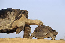 Galapagos Giant Tortoise (Chelonoidis nigra) mating chase, with small juvenile foiling attempt by large male, Alcedo Volcano, Isabella Island, Galapagos Islands, Ecuador