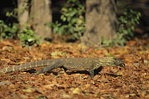 Komodo Dragon (Varanus komodoensis) lithe and well camouflaged babies spend much time evading attention from predatory adults, Komodo Island, Indonesia